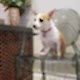 Veterinary Interior Design Service